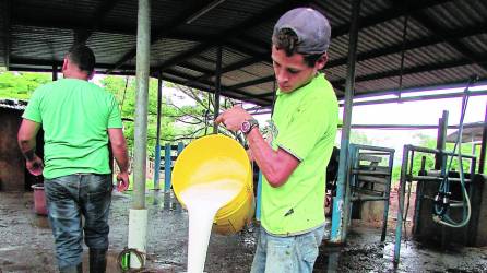 Un ganadero vierte la leche que se extrajo de una vaca para poder venderla.