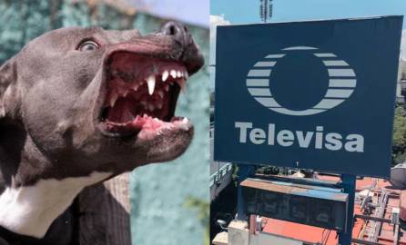 La actriz y conductora de televisión habló sobre el ataque que sufrió de un pitbull.
