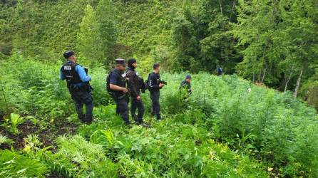 fotografía que muestra a agentes de la Policía Nacional de Honduras que hallaron la plantación de droga.