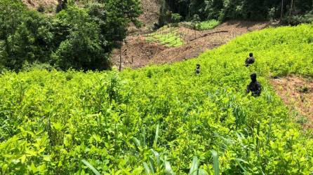 Las Fuerzas Armadas de Honduras (FFAA), ubicó este viernes 13 manzanas con cuatro mil arbustos de coca en Bonito Oriental, departamento de Colón.