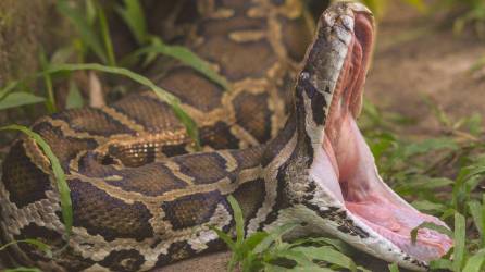 La serpiente lo mordió y arrastró hasta el fondo de una piscina.