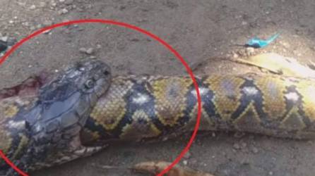 Video viral: Cobra devora una enorme pitón y provoca la muerte de ambas