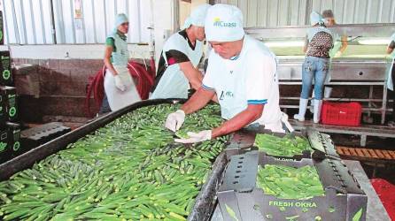 <b><span class=mln_uppercase_mln>PRODUCTO.</span></b> Trabajadores seleccionan frutos de ocra para exportación en la zona sur del país.