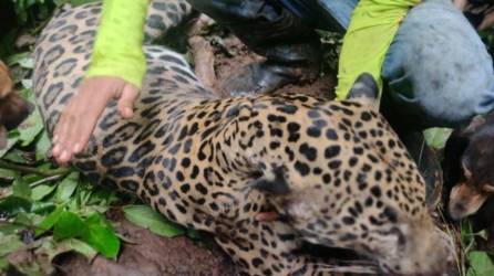 El jaguar que fue asesinado por pobladores en una montaña de Honduras.