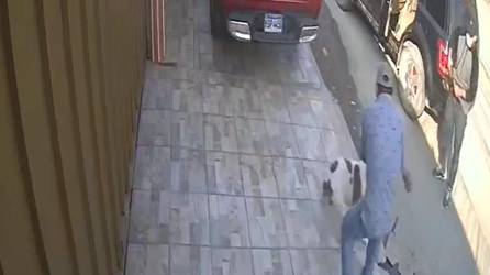 Uno de los asaltantes es atacado por el perro pitbull.