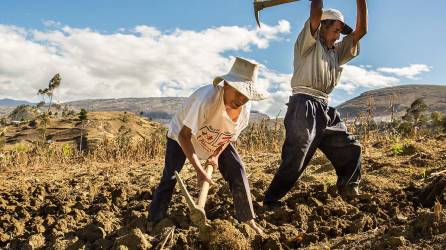 La estrategia impulsada desde la Secretaría de Agricultura y Ganadería trabaja para que los pequeños, medianos y grandes productores puedan enfrentar el fenómeno de “El Niño”.