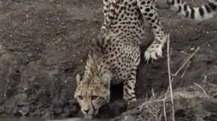 El guepardo intenta tomar agua y cae en la boca de un cocodrilo.