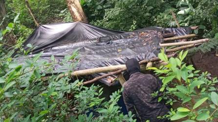 Un total de 18,000 arbustos de hoja de coca fueron desmantelados este martes en la zona montañosa de aldea las Icoteas, comunidad de Limón, Colón.