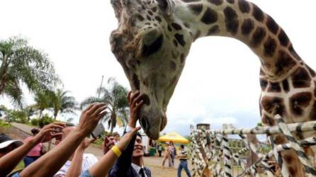 La jirafa Big Boy murió el 26 de enero en el zoológico Joya Grande.