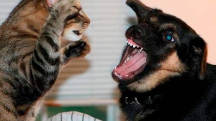 Puede que nunca jueguen juntos, pero se puede lograr una tolerancia saludable