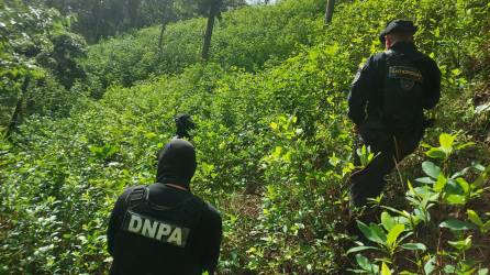 Plantación de arbustos de hoja de coca localizados en Iriona, Colón.