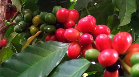 <b><span class=mln_uppercase_mln>El precio internacional del grano aromático ha motivado a los productores hondureños a mejorar los rendimientos por manzana cultivada de café.</span></b>