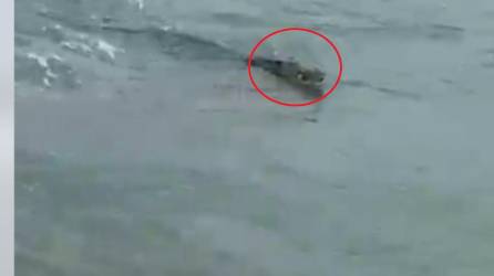 VIDEO: Captan cocodrilo en el muelle de Tela
