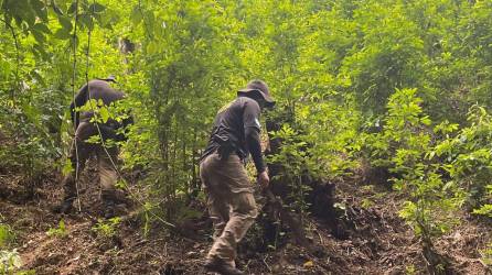La Agencia Técnica de Investigación Criminal (ATIC) encontró las plantaciones en las cercanías de la reserva natural de río Tinto, sector conocido como El Guano, jurisdicción de Iriona, Colón.