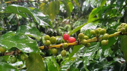 En el sur de Intibucá el café ya está madurando y pronto requerirá de las manos de decenas de cortadores que deben estar disponibles para evitar que el grano caiga y se dañe.