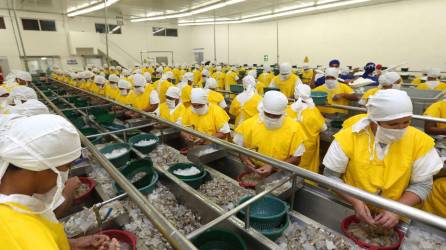Las plantas de procesamiento de camarón generan decenas de empleos para mujeres en la zona sur del país
