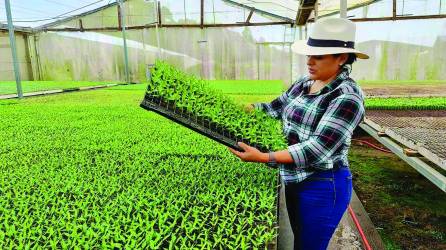 En la agricultura trabajan miles de mujeres, que con los ingresos sostienen las familias y la economía de los municipios.