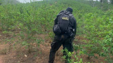 Agente de la DNPA en el Parque Nacional Patuca.