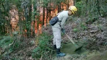 Unos 1,000 voluntarios están sofocando las llamas en zona de núcleo del parque nacional.