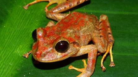 El anfibio tiene ojos negros, un rasgo único entre las ranas de lluvia centroamericanas.