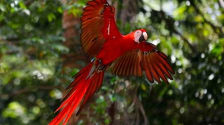 imponentes. Actualmente más de 95 guaras están volando libres por los cielos del Valle Sagrado de la Guara Roja en Copán.