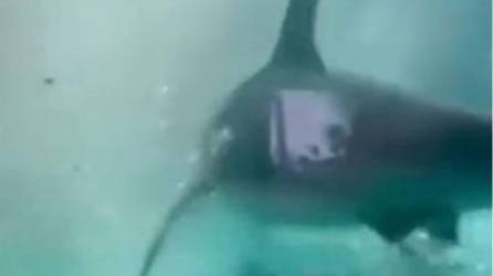 Video: Niño cae en tanque lleno de tiburones