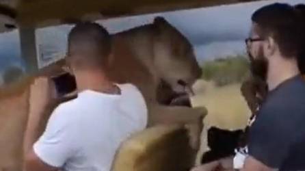 Video: León sube a vehículo de turistas para recibir caricias