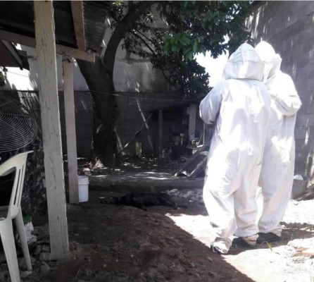 Ataque de abejas mata a un canino y deja con múltiples picaduras a una mujer