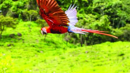La liberación de aves se ha convertido en una fiesta para los habitantes de Copán Ruinas, que han organizado el más grande festival en honor a las guacamayas de Honduras: el Guacamaya Fest.