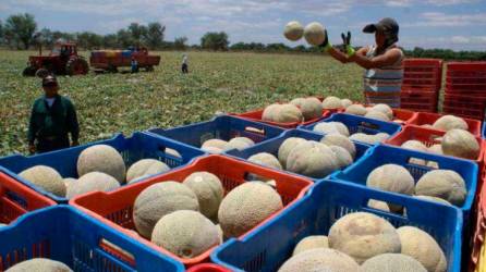 <b><span class=mln_uppercase_mln>Trabajadores recolectan melones en una de las dos plantas productoras de esa fruta que todavía operan en la zona sur del país.</span></b>