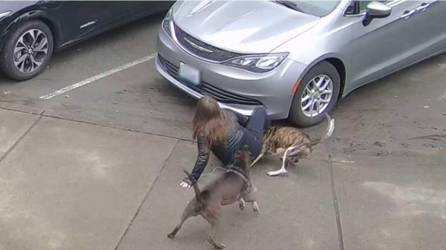 Foto referencial del ataque de dos perros pitbull a una mujer.