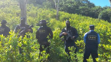 La plantación será destruida por las autoridades.