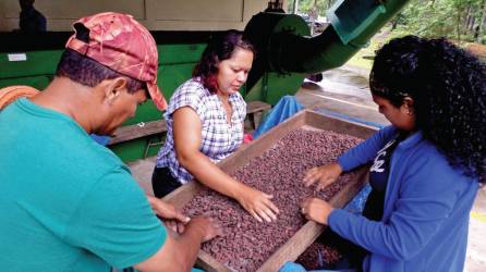 Iniciativa para apoyar a pequeños cacaoteros del litoral.
