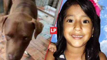 El Ministerio Público dijo que en la casa también habitaba una perra adulta, detalle que la familia de la niña omitió.