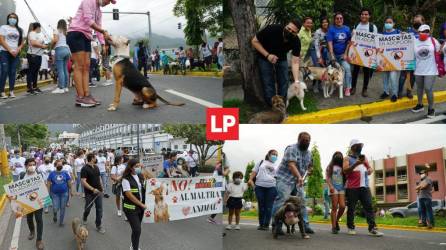 Un centenar de personas participará esta tarde en la marcha de perritos pitbull para pedir ley de tenencia responsable y no su prohibición.