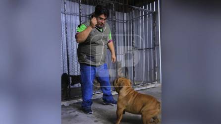 Más de 5,700 hondureños son atacados al año por perros