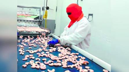 <b>Un empleado selecciona camarones en una procesadora de la zona sur del país.</b>