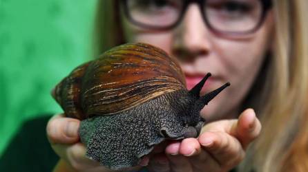 Fotografía de archivo que muestra a una mujer con un caracol de tierra gigante africano.