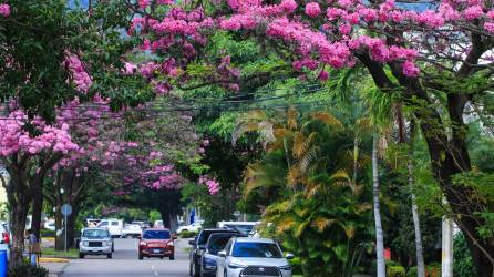 Como todos los años, pero sin perder el encanto, la ciudad de San Pedro Sula se pinta de color rosa por el florecimiento de los árboles de Macuelizo.