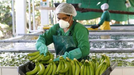 Ecuador es uno de los mayores productores y exportadores de bananas en el mundo.