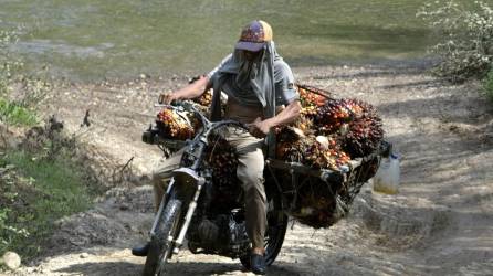 Un agricultor transporta frutos de la palma en una motocicleta en Tamiang, Aceh (Indonesia).