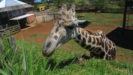 La jirafa “Big Boy”, un macho que era el único de su especie que tenía el Zoológico Joya Grande, en el extremo sur del departamento de Cortés, en el norte de Honduras, murió este jueves al parecer por falta de asistencia.