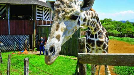 Big Boy era una jirafa macho de 15 años que llegó a Joya Grande proveniente de un zoológico de Guatemala cuando tenía 8 años.