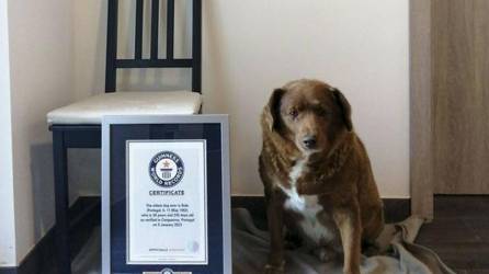 Muere a los 31 años Bobi, el perro más viejo del mundo. (EFE Guinness World Records)