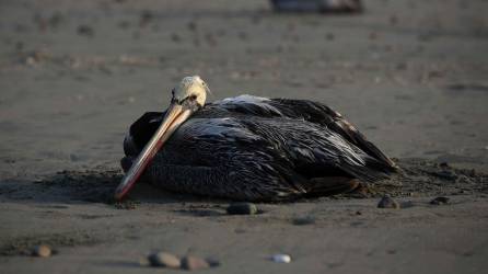 En las últimas dos semanas se han registrado más de 30 pelícanos muertos en los costeros y limítrofes departamento de Atlántida y Cortés.