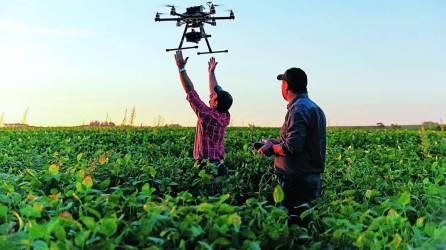 Fotografía muestra a un hombre que controla un dron en un terreno cultivado en Honduras. El uso de estos dispositivos permite a los productores tener un mejor control de plagas en sus cultivos.