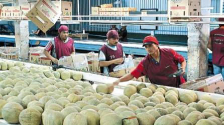 El contenedor de melones fue exportado a Taiwán luego de que Honduras aprobó todos los requisitos de exportación.