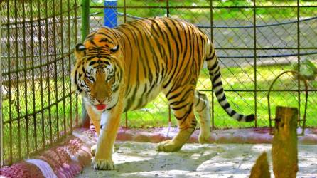 Un tigre recorre su jaula en el zoológico Joya Grande, ubicado en el municipio de Santa Cruz de Yojoa, Honduras.