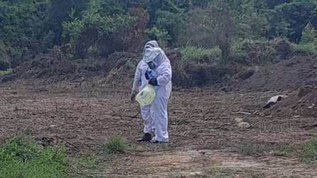 El ataque del enjambre de abejas ocurrió en la colonia Alameda, de La Ceiba (Honduras).