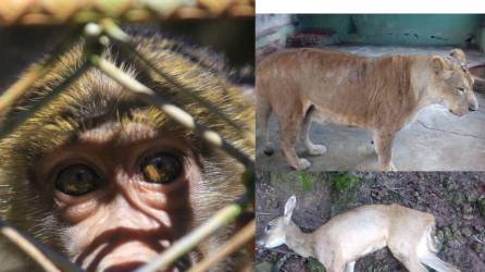 El descuido de los animales de Joya Grande es evidente y los empleados temen que se mueran todos.